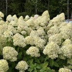 Hortenzia metlinatá (Hydrangea paniculata) ´SILVER DOLLAR´ - výška 20-30 cm, kont. C2L